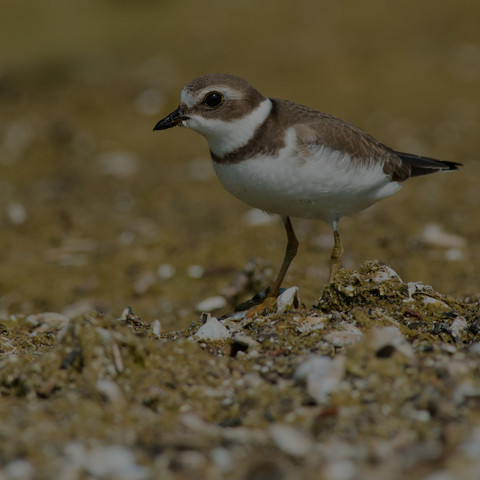 Semipalmated Plover