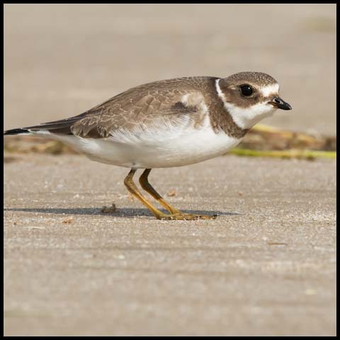 Semipalmated Plover