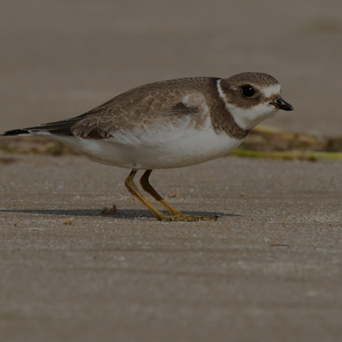 Semipalmated Plover
