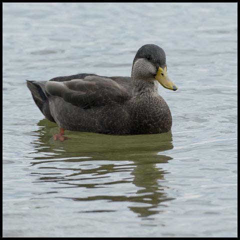American Black Duck