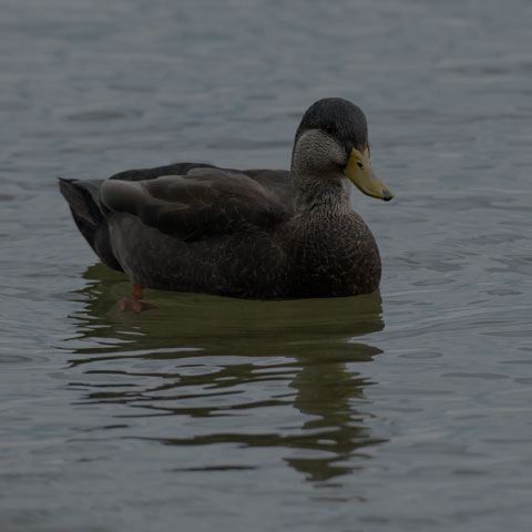 American Black Duck