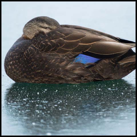 American Black Duck