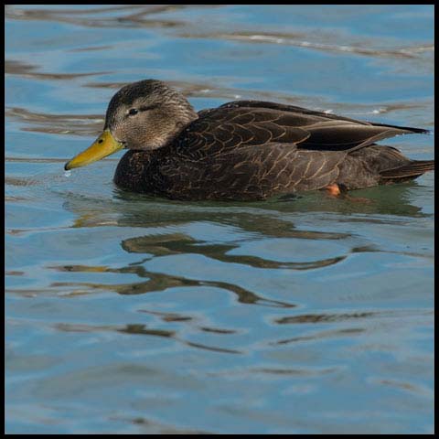 American Black Duck