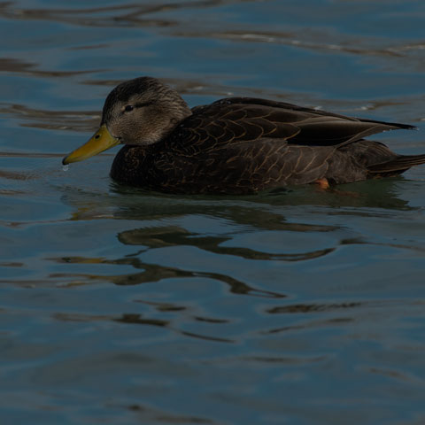 American Black Duck