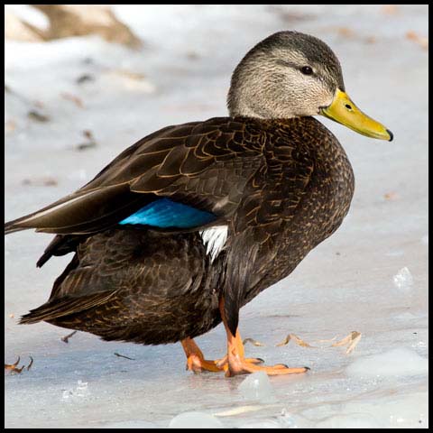 American Black Duck