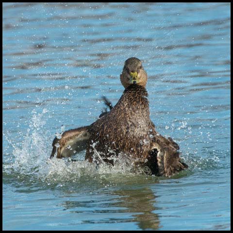 American Black Duck