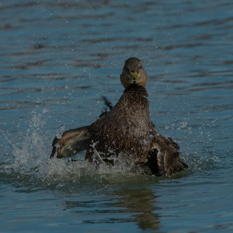 American Black Duck