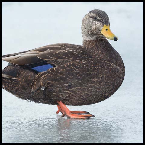 American Black Duck