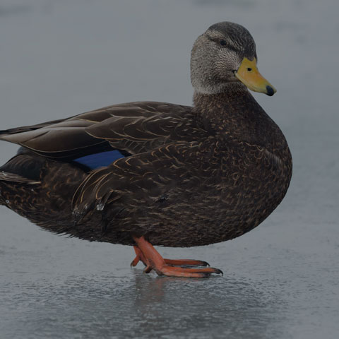 American Black Duck