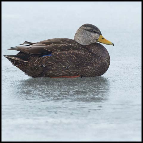 American Black Duck