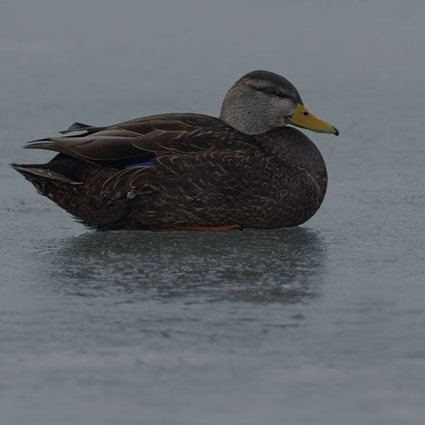 American Black Duck