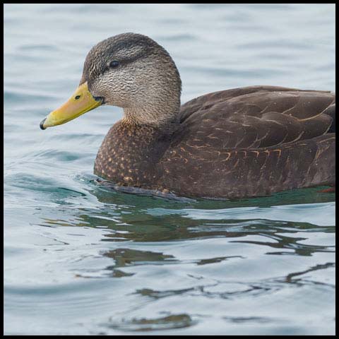 American Black Duck