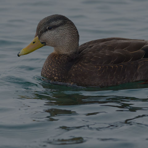 American Black Duck