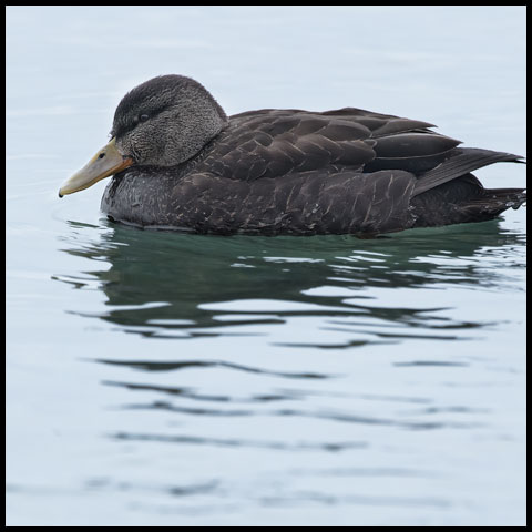 American Black Duck