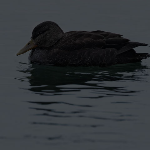 American Black Duck