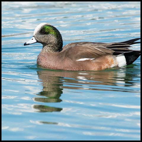 American Wigeon