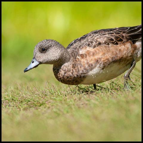 American Wigeon