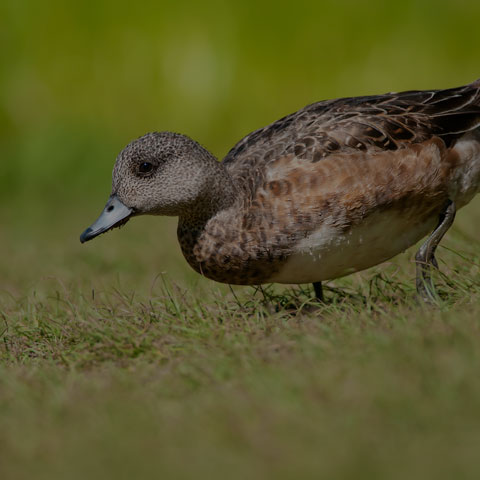 American Wigeon