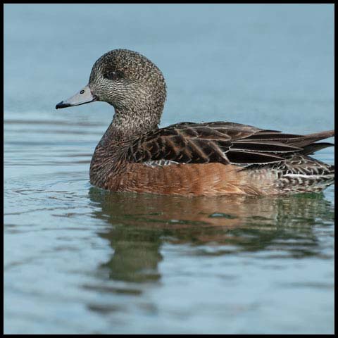 American Wigeon