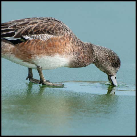 American Wigeon