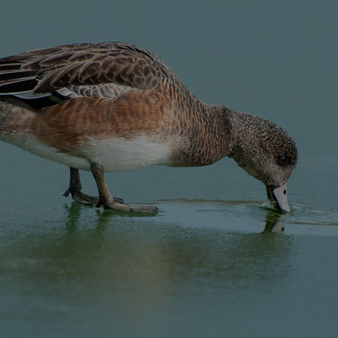American Wigeon
