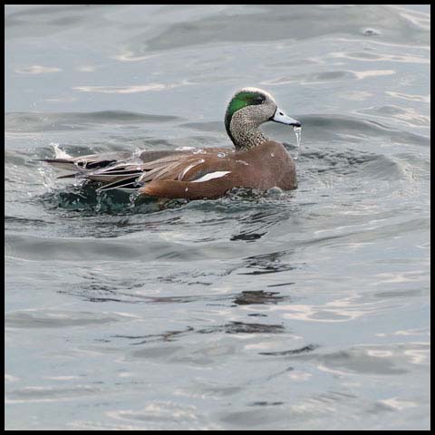 American Wigeon