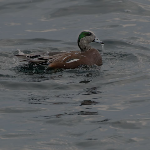 American Wigeon