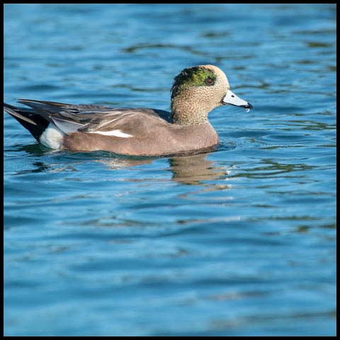 American Wigeon