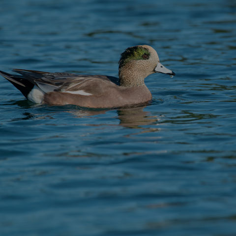American Wigeon
