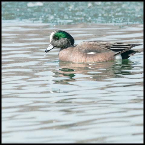 American Wigeon