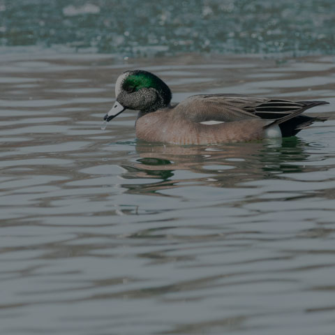 American Wigeon