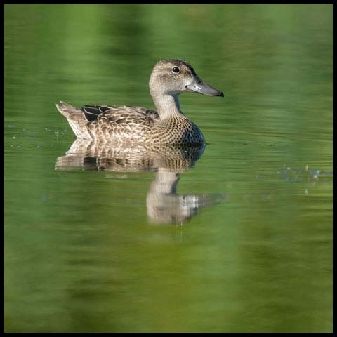 Blue-winged Teal