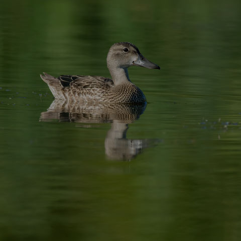 Blue-winged Teal