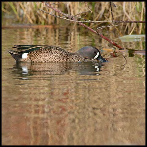 Blue-winged Teal