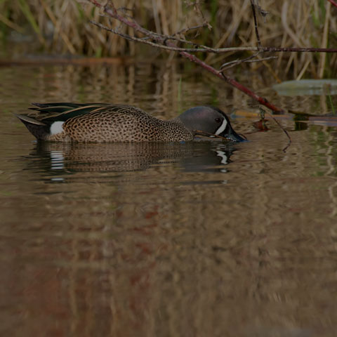 Blue-winged Teal