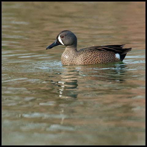 Blue-winged Teal