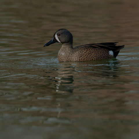 Blue-winged Teal