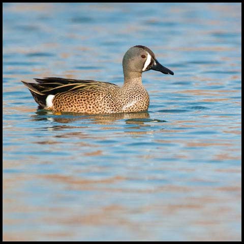 Blue-winged Teal