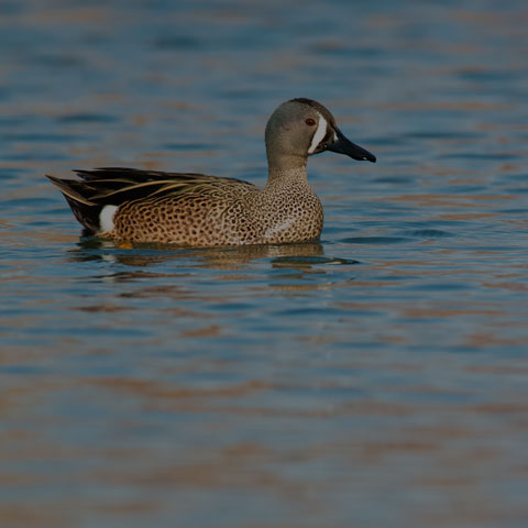 Blue-winged Teal