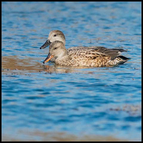 Gadwall