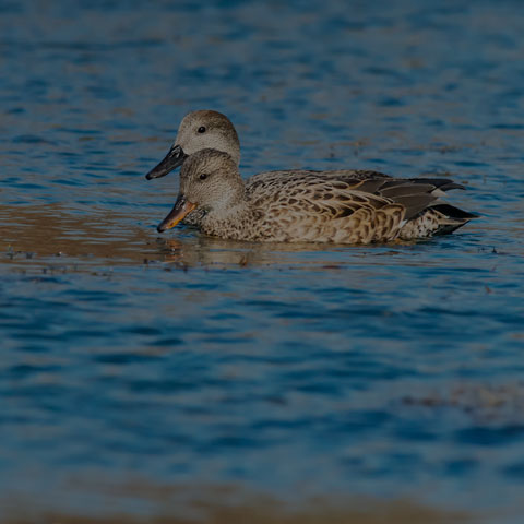 Gadwall