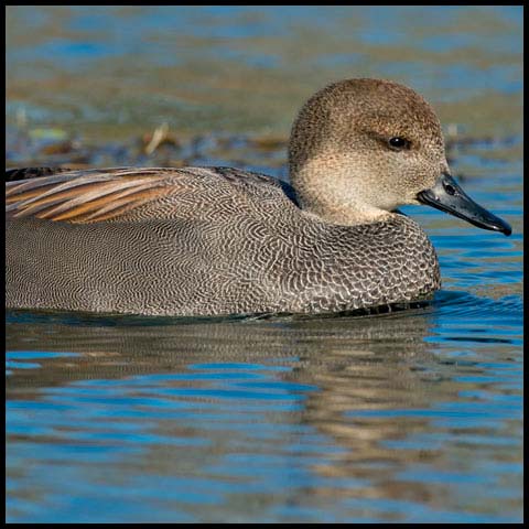 Gadwall