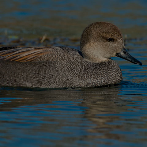 Gadwall