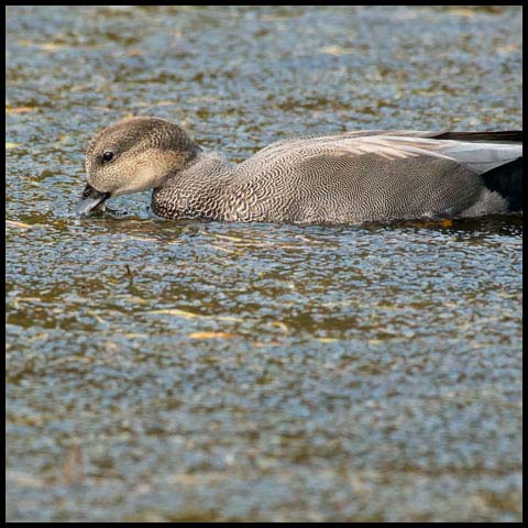 Gadwall