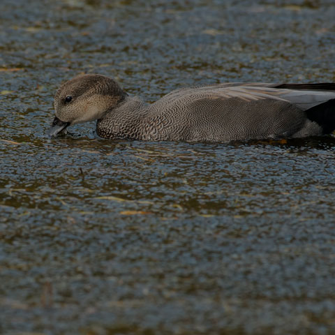 Gadwall