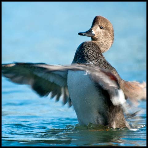 Gadwall