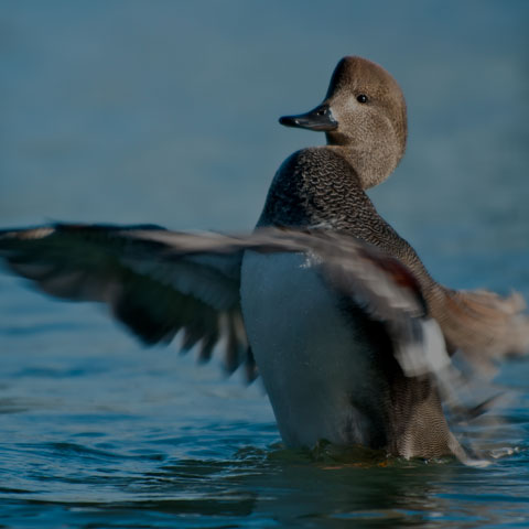 Gadwall