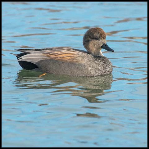 Gadwall