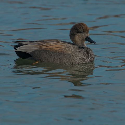 Gadwall