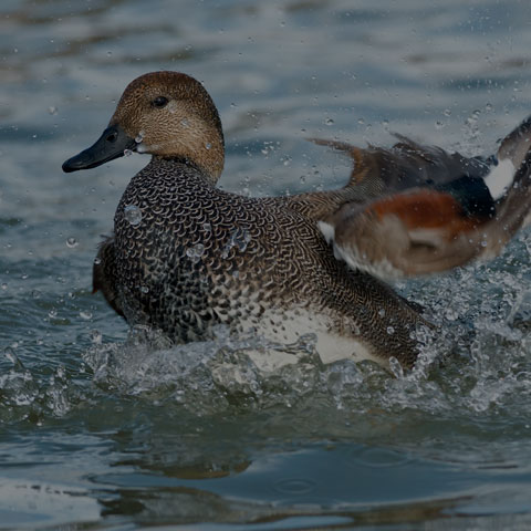 Gadwall